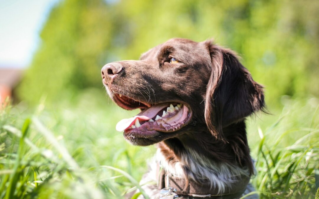 Strage di cani nelle Marche: identificato un sospettato. LNDC Animal Protection: “Sistema di morte inaccettabile, ora giustizia”