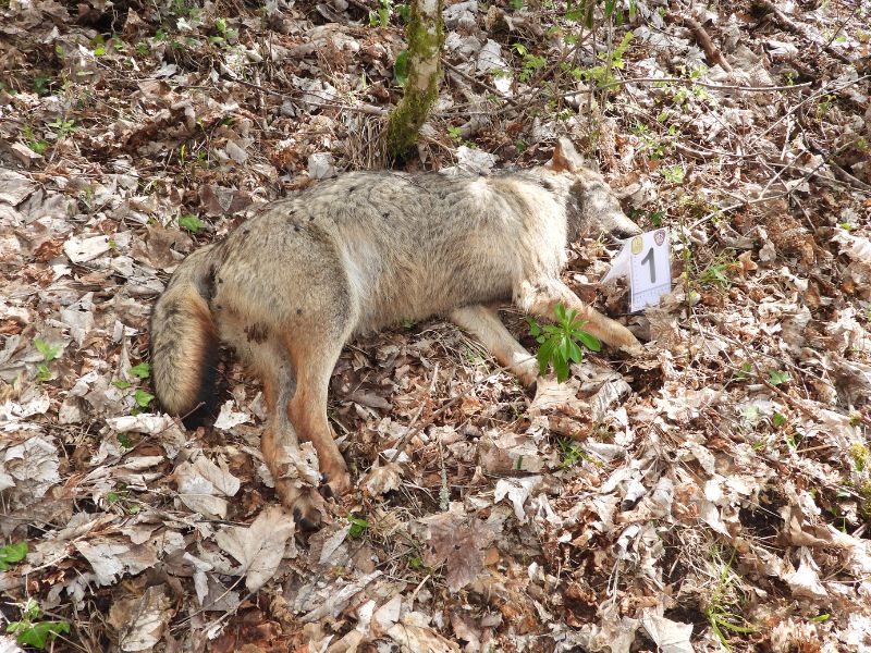 Altri cinque lupi trovati morti nel Parco d’Abruzzo: LNDC Animal Protection denuncia un possibile avvelenamento e accusa il clima di odio verso la fauna selvatica