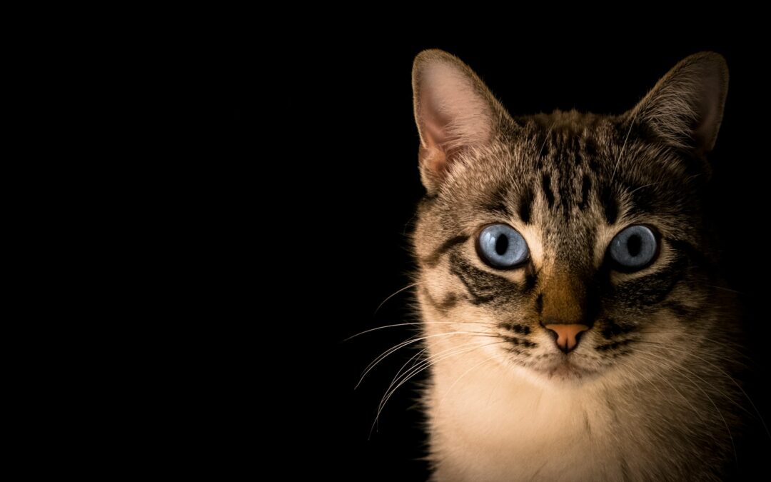 Sarzana, gatto ucciso e cucinato in un parco pubblico: LNDC Animal Protection denuncia un atto di inaudita crudeltà