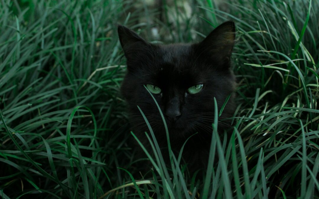 Gatti uccisi con macabri rituali ad Alatri (FR): LNDC Animal Protection presenta denuncia e chiede l’aiuto dei cittadini