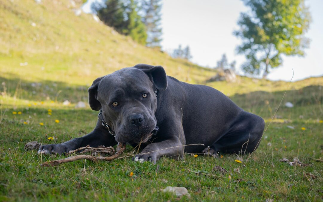 Pavia, tenta di sgozzare il suo cane e scende in strada nudo coperto di sangue. LNDC Animal Protection denuncia e chiosa: “Persona che non può avere un animale”
