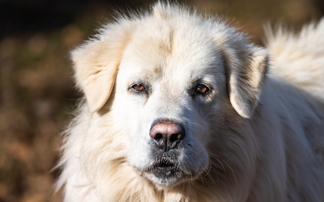 Spoltore, cane lasciato morire di fame: verso la messa alla prova. LNDC Animal Protection: “Una decisione che non rende giustizia”