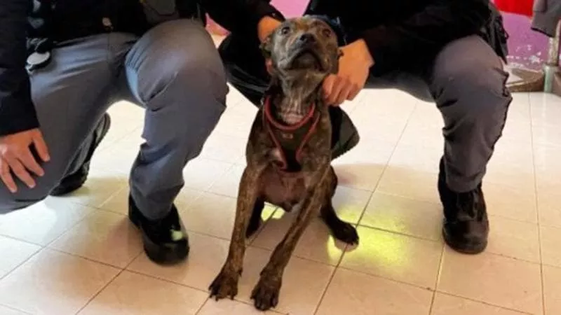 Alessandria, cane segregato in condizioni disumane: LNDC Animal Protection chiede giustizia