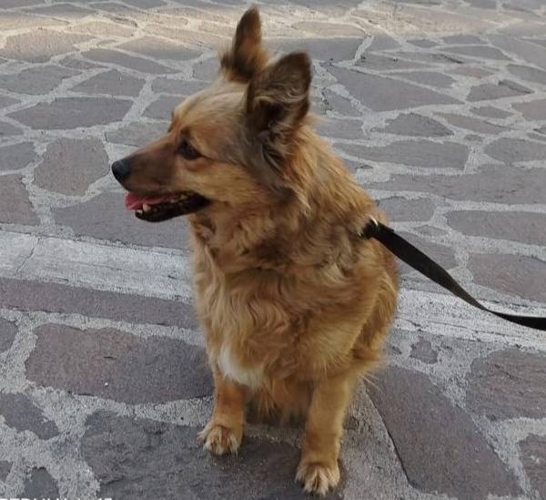 Il Comune di Pescara affida Testina dopo la morte del suo umano: LNDC Animal Protection chiede la riapertura dell’istruttoria