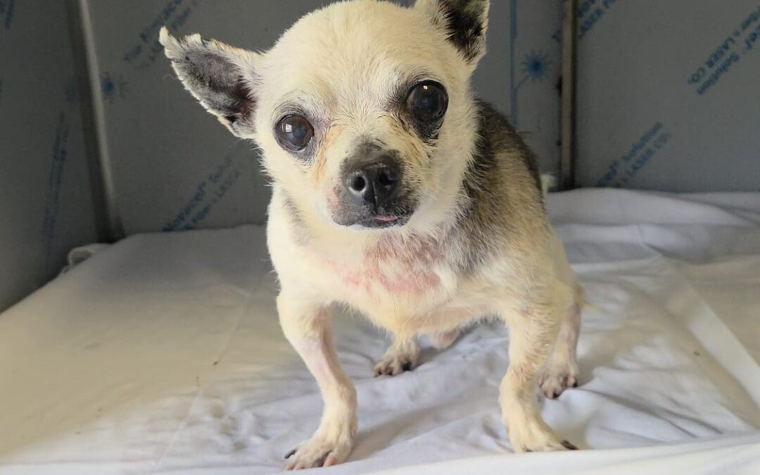 Orrore a Roma: chihuahua anziano gettato in una busta come spazzatura, LNDC denuncia e accusa gravi omissioni