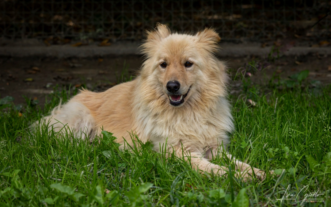 Nei guai due educatrici cinofile di un centro comportamentale in Lunigiana. LNDC: “Il cane Fiocco riconsegnato malato e in gravi condizioni”