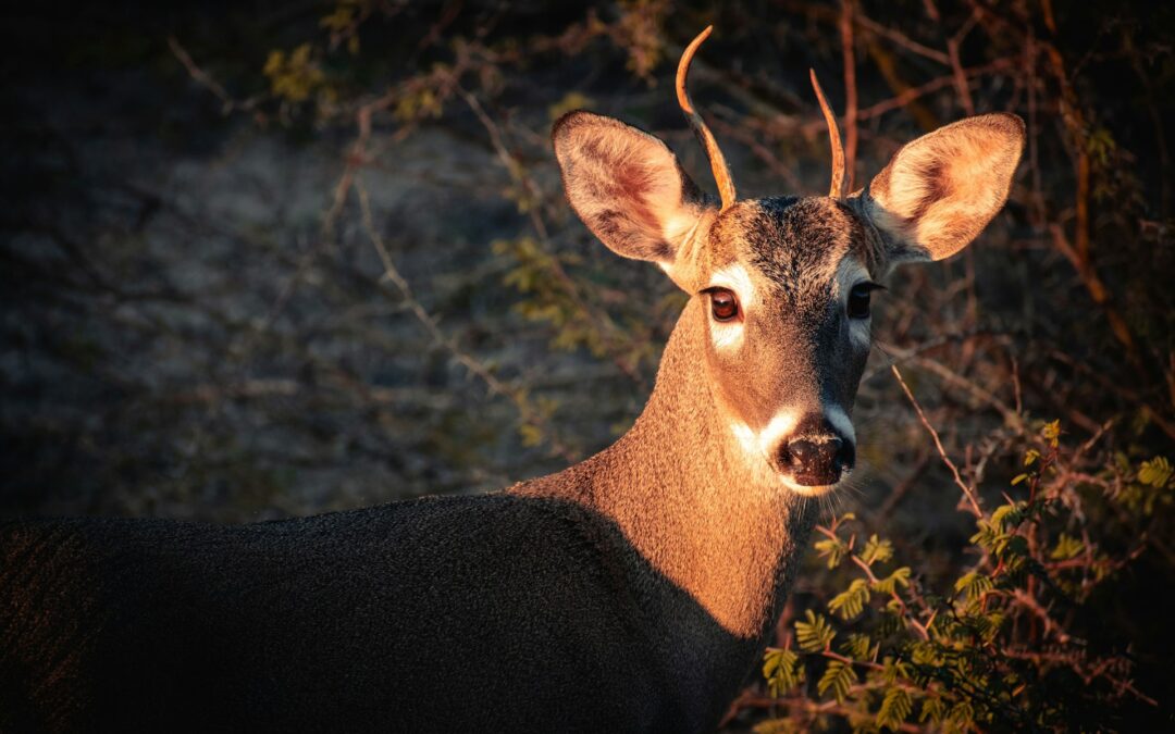 Giovane cervo ucciso a Berbenno di Valtellina (SO): LNDC Animal Protection presenta esposto contro l’operato della polizia provinciale