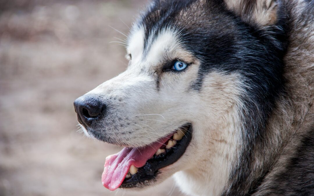 Ponzano Romano, maxi sequestro di oltre 200 husky dall'”allevamento lager”