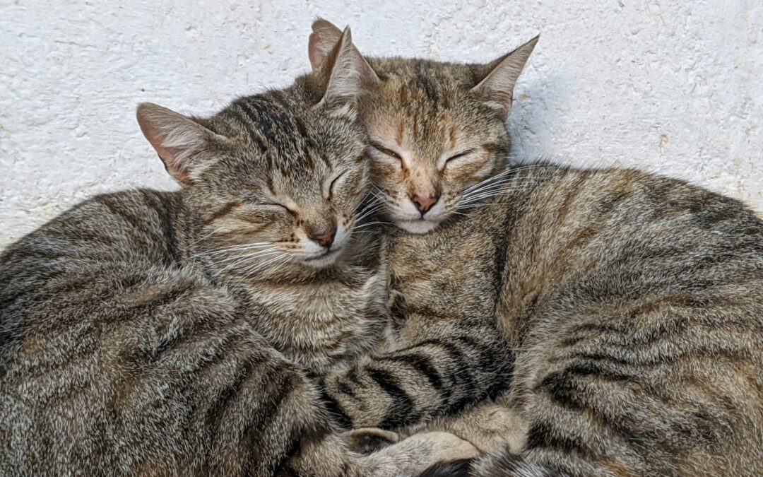 Pordenone, colonia felina data alle fiamme: LNDC Animal Protection denuncia e si interroga sui valori tramandati dalle famiglie