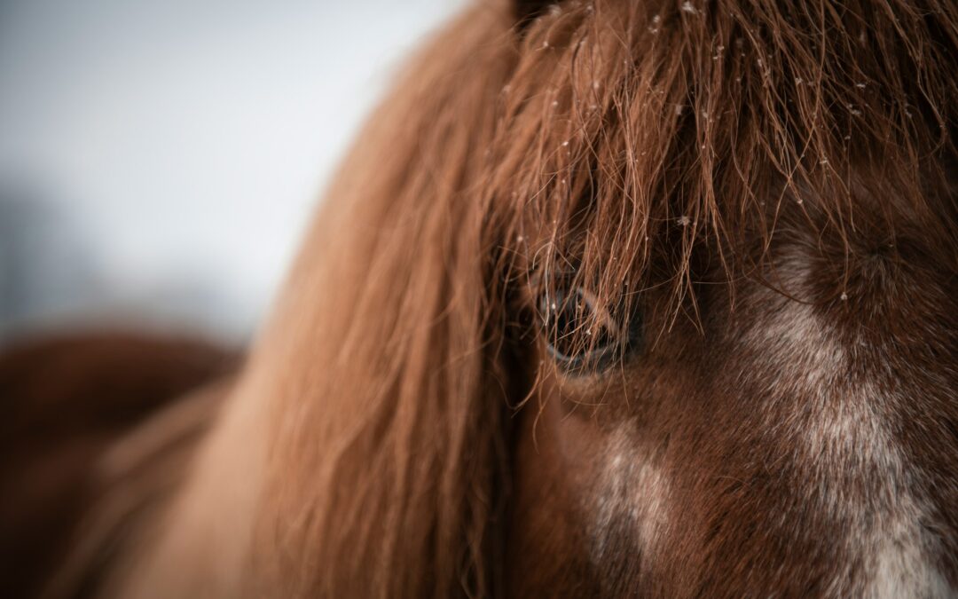 Acate (RG), condanna a 1 anno e 6 mesi per l’uomo che uccise la pony. Soddisfazione di LNDC Animal Protection