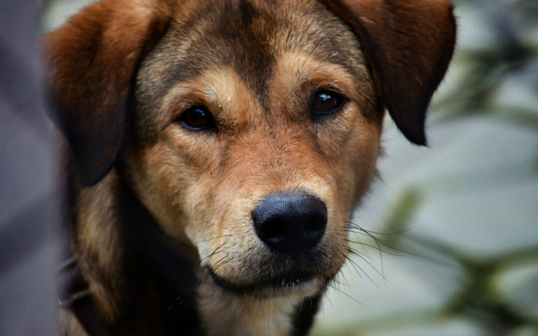 Canile sanitario ASL Pescara: condanna a quattro mesi per Di Tommaso e solo per un reato. LNDC Animal Protection: “Pena blanda, non possiamo dirci soddisfatti”