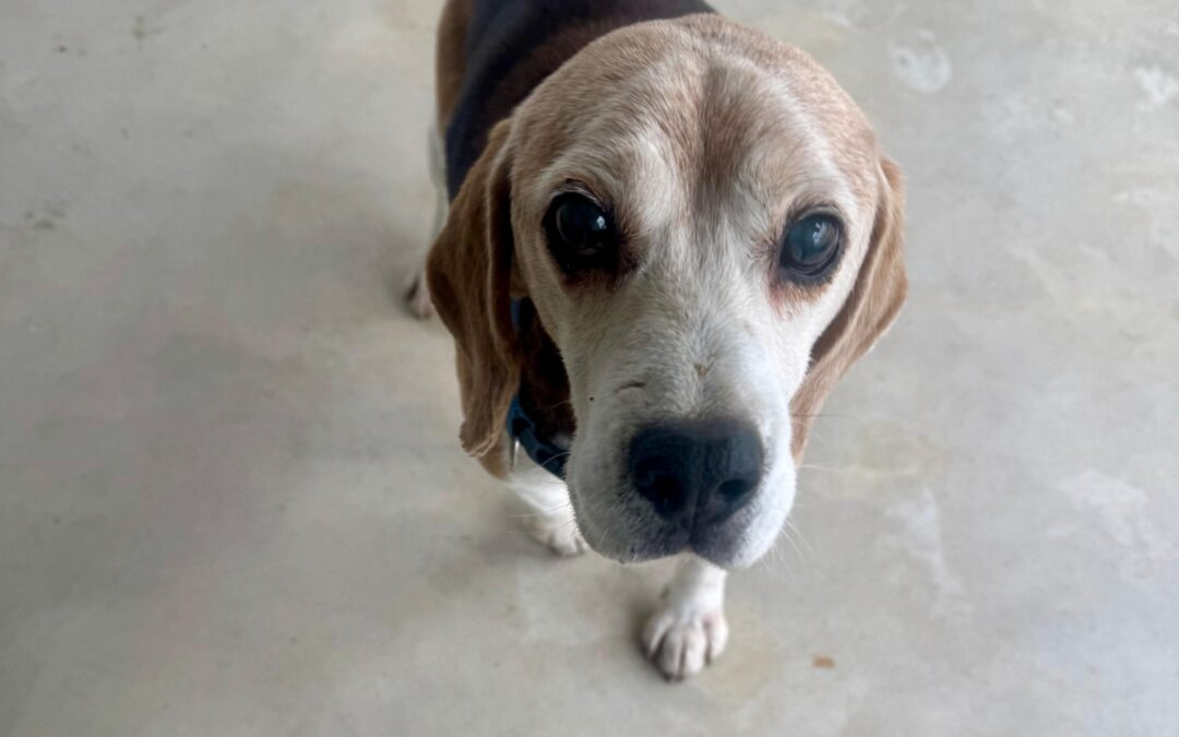 Totò, la seconda vita di un cane che nessuno vedeva più