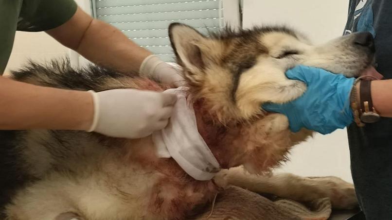 Trento, cane trovato con una catena conficcata nel collo: LNDC Animal Protection presenta denuncia