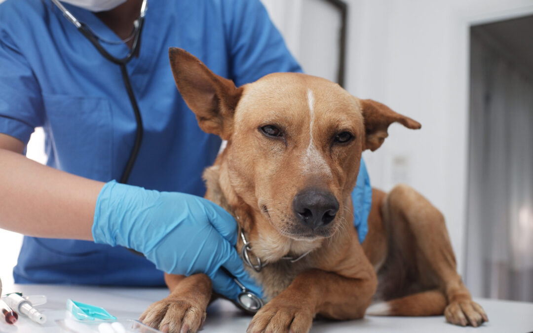 Spese veterinarie: sai che puoi detrarle? Scarica la guida di LNDC Animal Protection