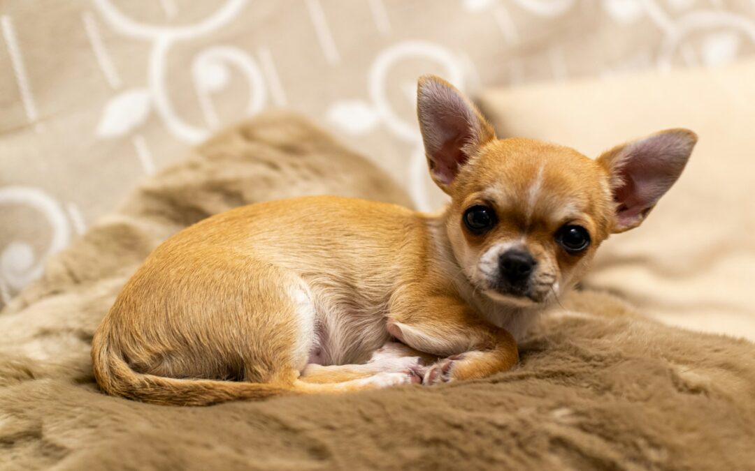 Otto cani chiusi in gabbie sporche e anguste nel napoletano: LNDC Animal Protection presenta denuncia