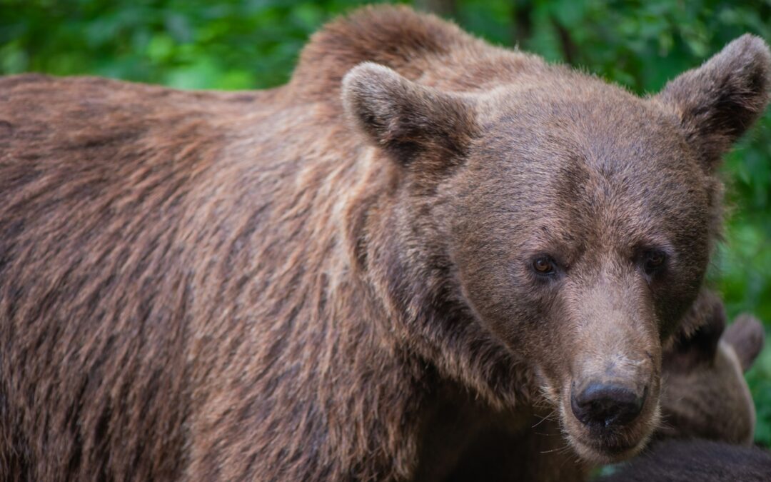 Orso inseguito in auto in Alta Val Torre: LNDC Animal Protection presenta denuncia e chiede indagini immediate
