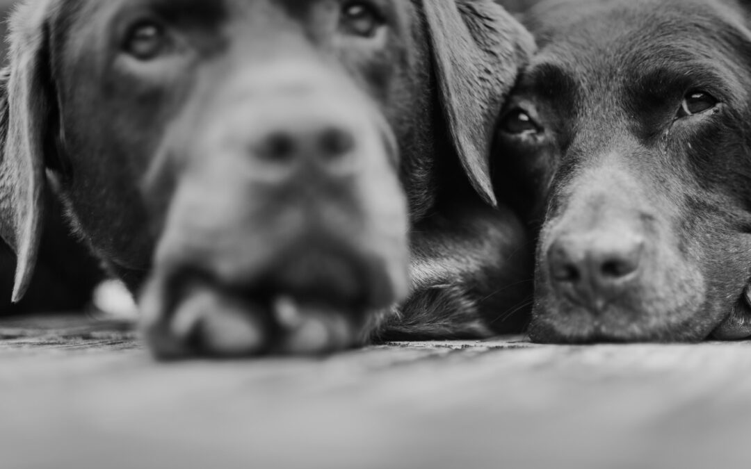 Due segugi uccisi a fucilate a Crema, in provincia di Cremona: LNDC Animal Protection presenta denuncia.