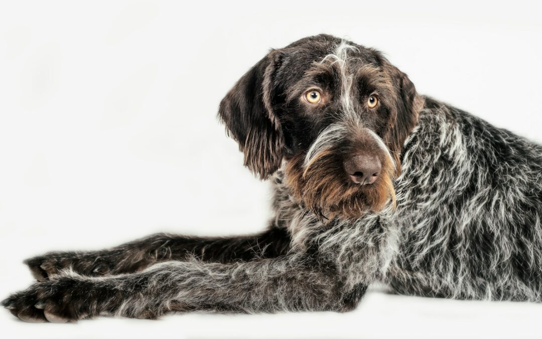 Bologna, tre cani morti in un furgone al World Dog Show: LNDC Animal Protection presenta denuncia