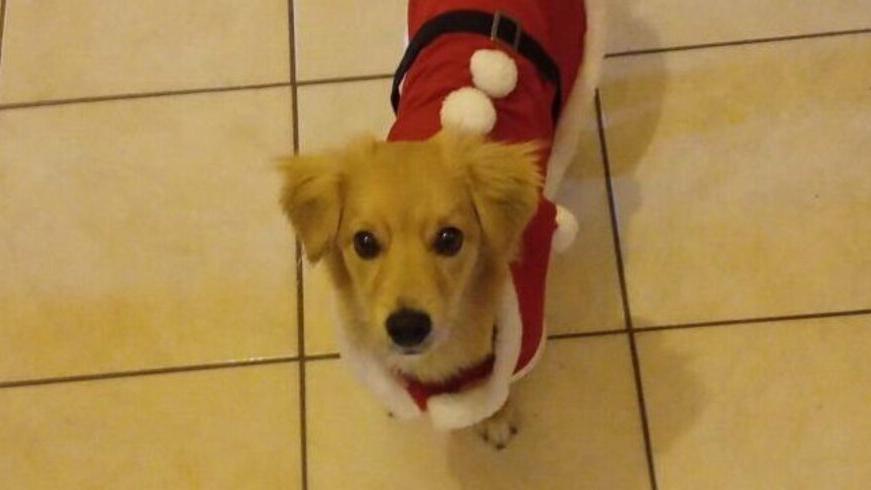 Modena, il cucciolo Leo travolto e ucciso da un’auto pirata a Fiorano Modenese. LNDC Animal Protection denuncia e lancia un appello: “Chi sa parli”