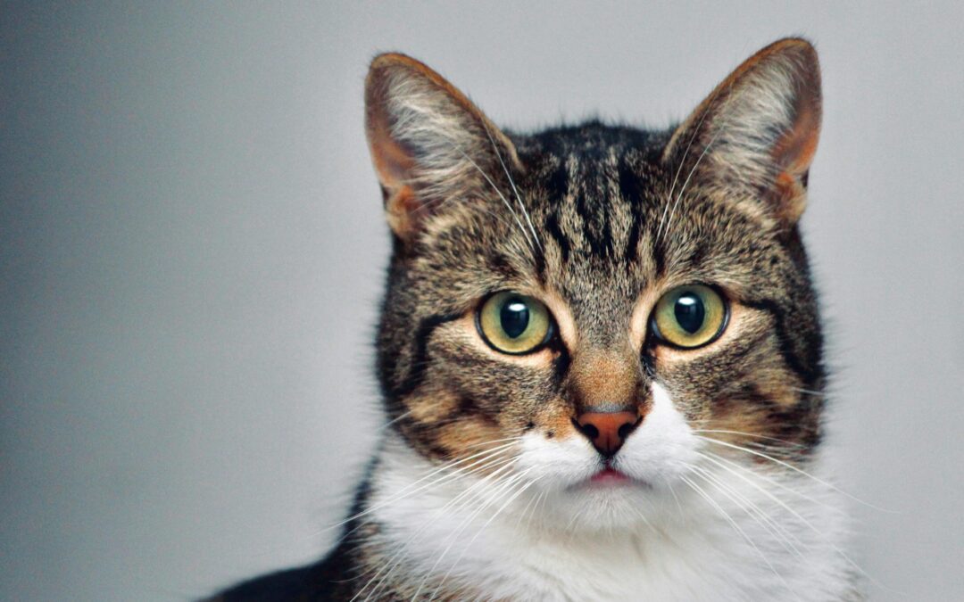 Bagnoregio (VT), gatti colpiti a fucilate: LNDC Animal Protection presenta denuncia e lancia un appello ai cittadini: “Chi sa parli”