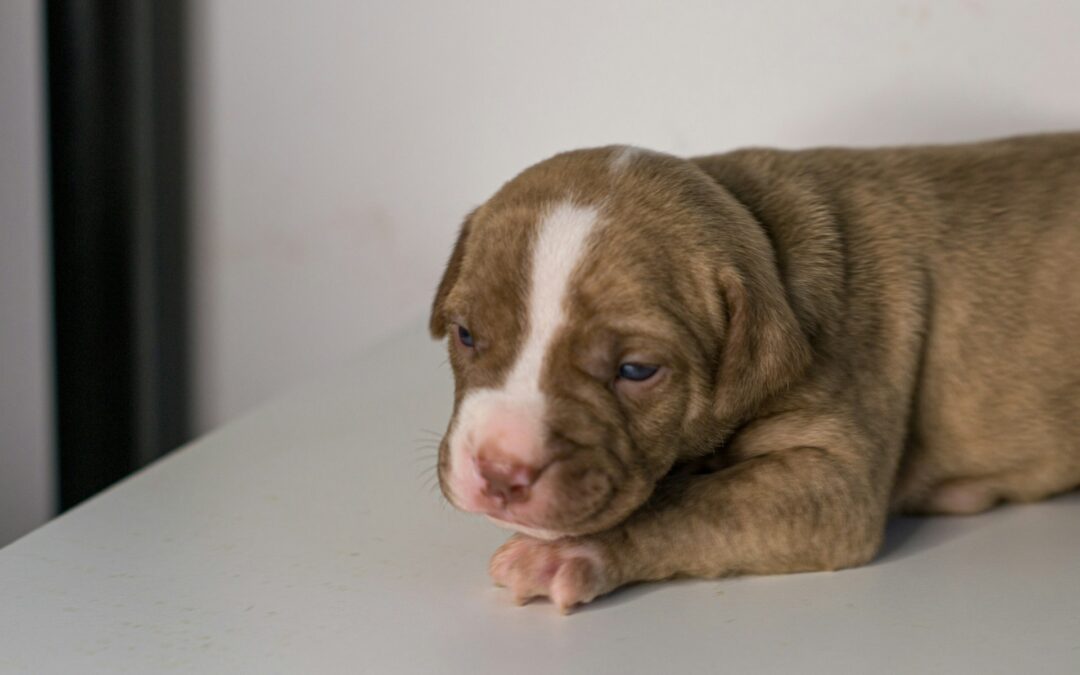 Giulianova (TE), cucciolo di pitbull scagliato contro un’automobile: la denuncia di LNDC Animal Protection
