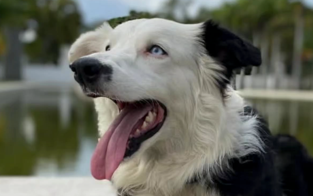 Tsunami e gli altri cani da soccorso: gli angeli con la coda che cercano la vita tra le macerie