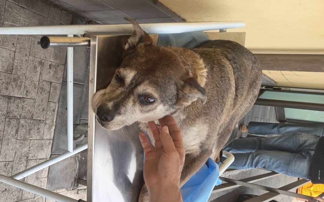 Cagnolona lanciata dal quarto piano nel Catanese, LNDC Animal Protection denuncia: “Una crudeltà indicibile. Se confermato il precedente del 2020, è inaccettabile che questa persona abbia potuto detenere un altro cane”