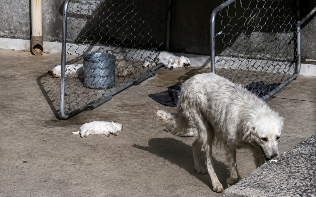 Cuccioli morti sotto il sole a Sciacca, negati i domiciliari. LNDC Animal Protection: Questa non è la giustizia che vogliamo.