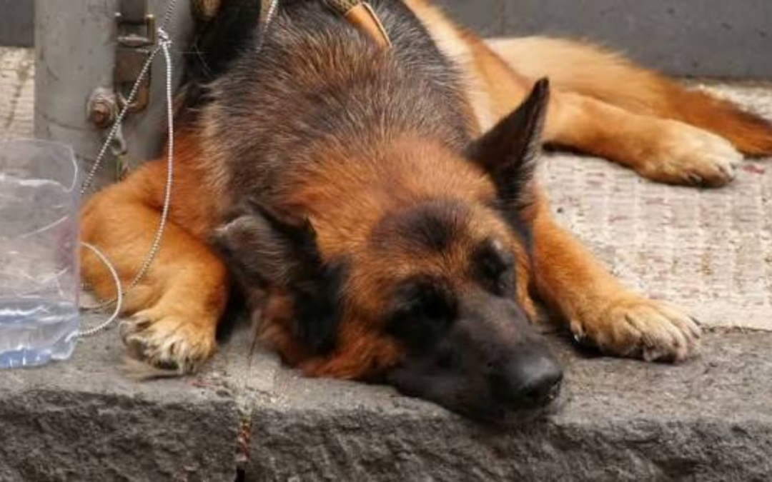 Cane abbandonato ad Adrano e legato a un palo per ore: LNDC presenta denuncia