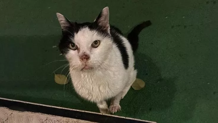 Imperia, il caso del gatto del Cinema Centrale. LNDC Animal Protection: “aiutare è fondamentale, ma un animale solo non è sempre abbandonato”