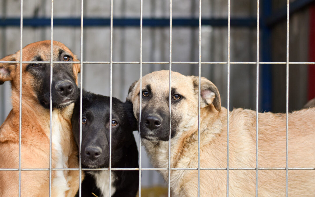 Potenza, demolizione del Viadotto Tiera. LNDC Animal Protection: “Non si può giocare con la vita dei cani del canile. Vogliamo conoscere il piano di tutela”