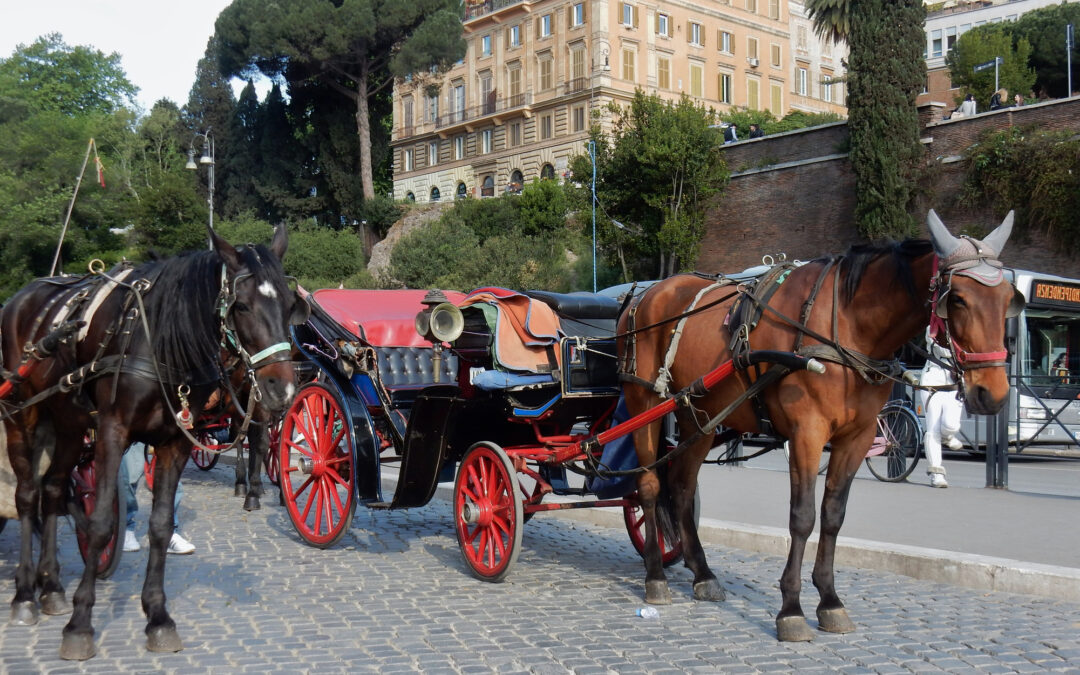 Botticelle, l’ennesimo cavallo stramazza al suolo a Roma. LNDC Animal Protection: “Quanti altri animali dovranno soffrire prima che si metta fine a questa crudeltà?”