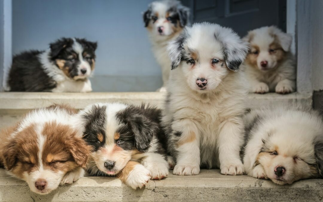 Trento, allevamento lager con trenta cani sequestrati. LNDC Animal Protection denuncia: “L’ennesima dimostrazione che pedigree e titoli non garantiscono il benessere degli animali”