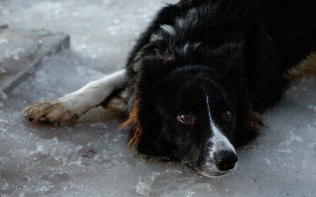 San Felice Circeo (LT), cane trovato morto in una valigia. LNDC Animal Protection denuncia: “Un orrore che non può restare impunito”