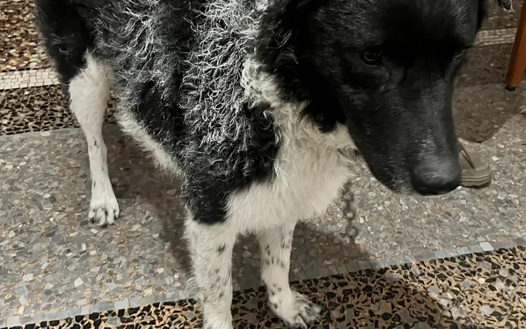 Lucca, 22enne prende a calci il suo cane in strada: LNDC Animal Protection denuncia il responsabile e lancia l’allarme sulla violenza dei più giovani contro gli animali