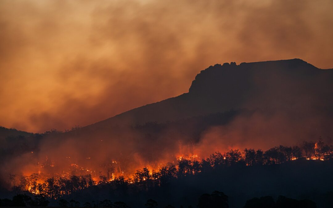Calabria in fiamme, LNDC Animal Protection denuncia: “Una barbarie senza precedenti”
