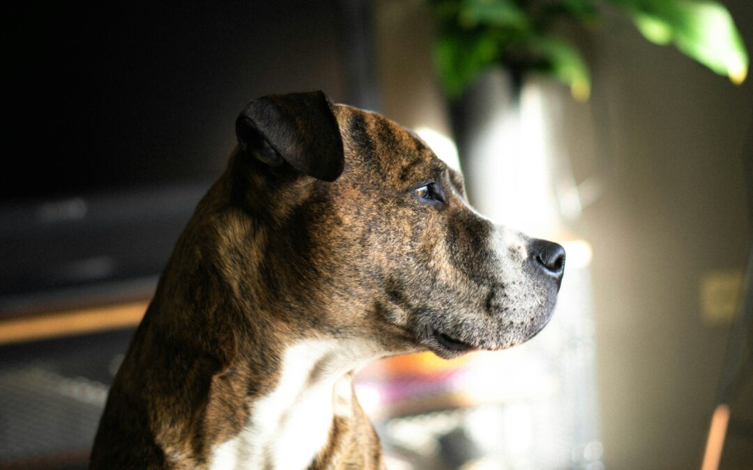 Venaria Reale (TO), Lascia due cani chiusi in casa per andare in vacanza. LNDC Animal Protection denuncia il proprietario: “L’abbandono non vale una vacanza”