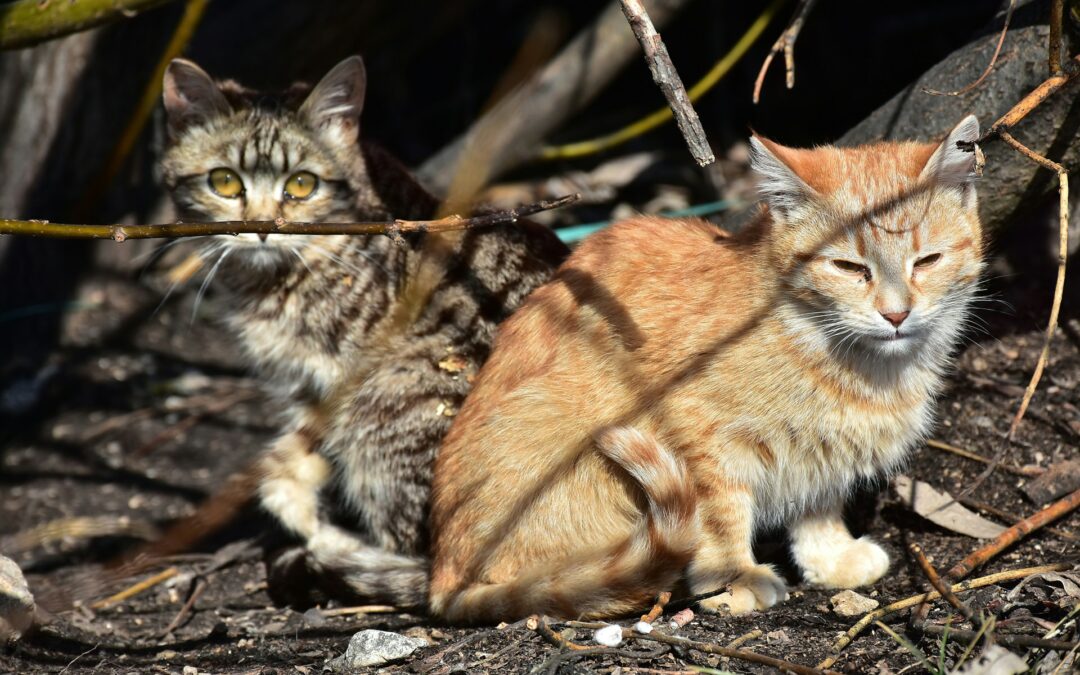 Gavirate (VA), due gatti uccisi in una colonia felina: uno trovato in un sacchetto, l’altro con segni di maltrattamento e bruciature. LNDC Animal Protection presenta denuncia