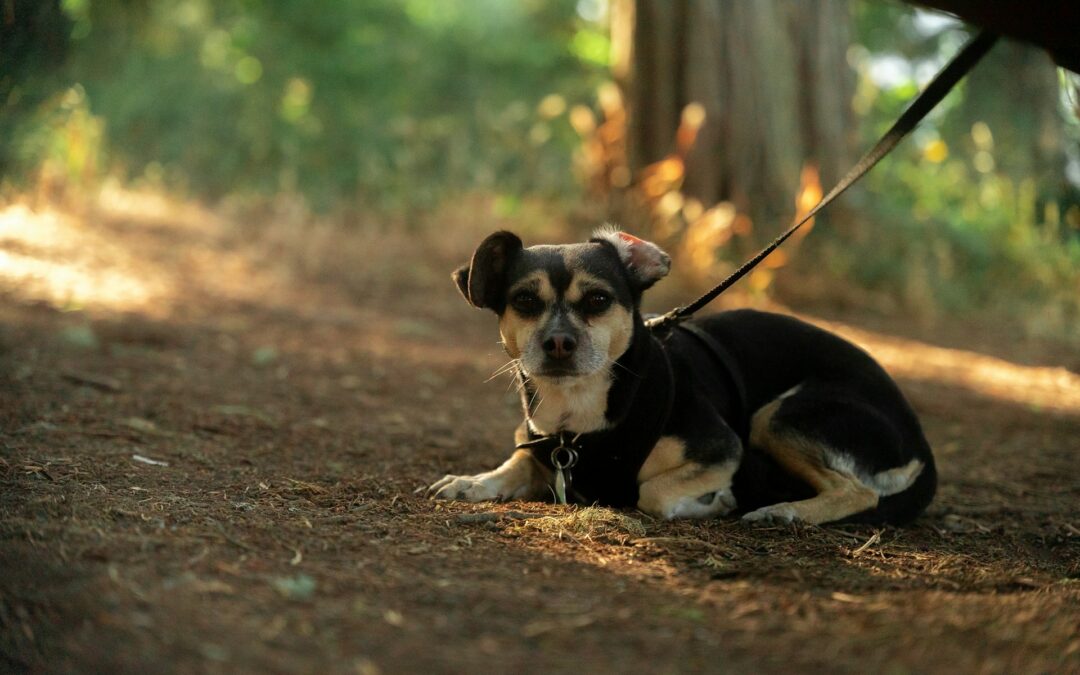 Cane trovato legato a un albero e morto tra i boschi del beneventano: LNDC Animal Protection presenta denuncia e chiede indagini approfondite