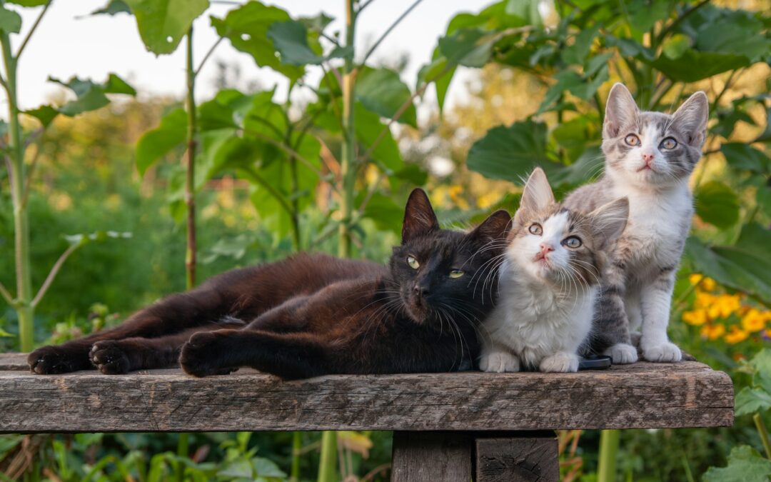 La Cassazione tutela chi si prende cura delle colonie feline: una sentenza importante per migliaia di volontarie e volontari