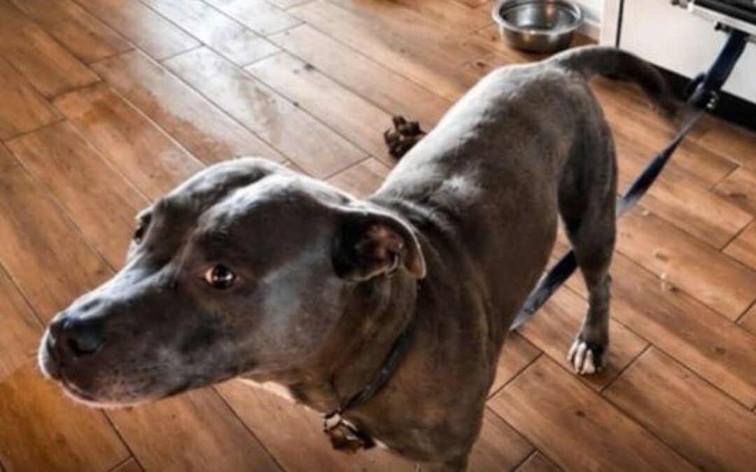 Merano, cane legato a una stufa senza acqua né cibo: LNDC Animal Protection denuncia la proprietaria