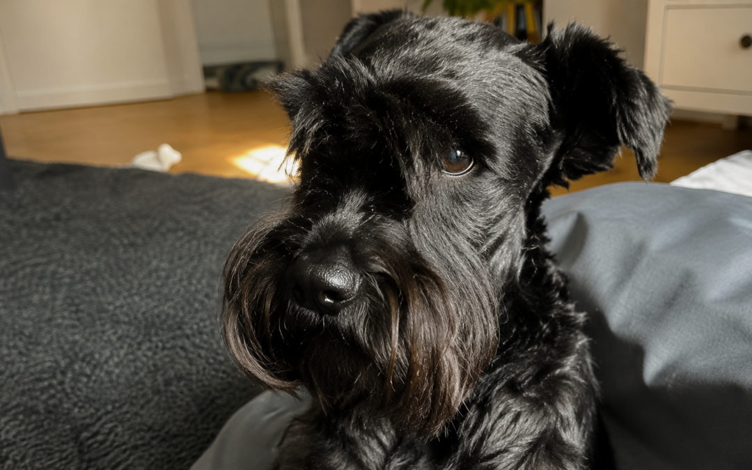 Pizzo, cagnolina colpita alla testa con l’asta di un ombrellone e poi soppressa. LNDC Animal Protection: una violenza inaccettabile. Si accertino tutte le responsabilità.