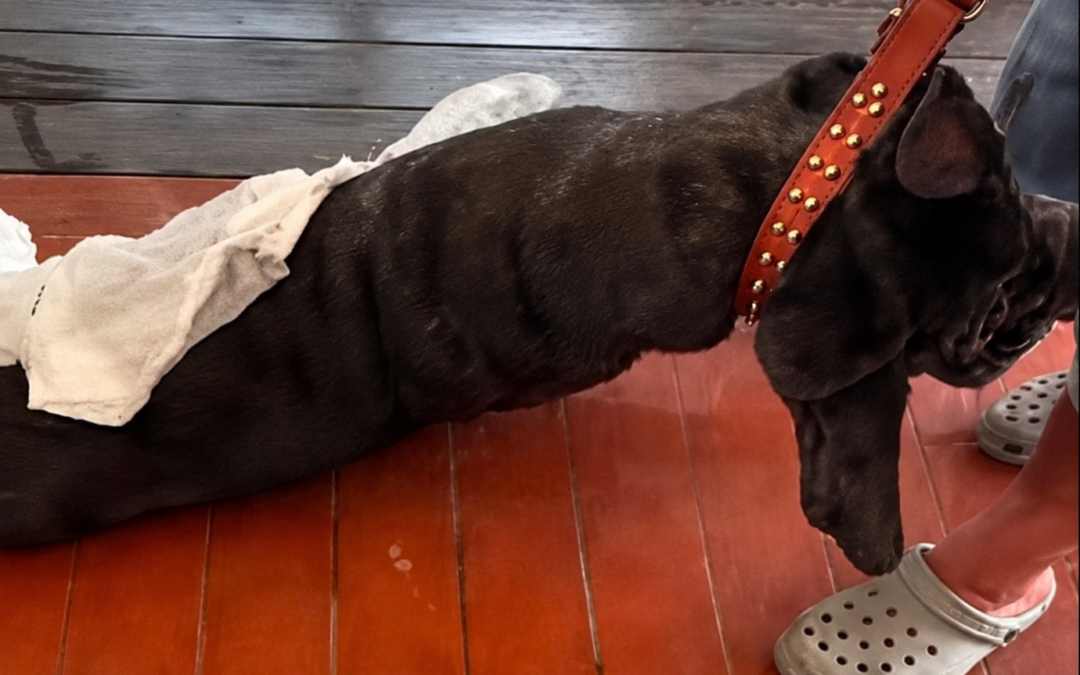 Fano, cane trascinato e preso a calci. Scatta la denuncia di LNDC Animal Protection