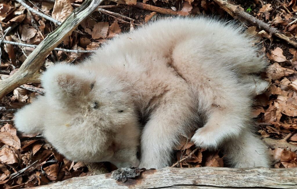 Trentino, cucciolo di orso albino morto a Garniga senza visita veterinaria né autopsia. LNDC Animal Protection: l’archiviazione non cancella interrogativi gravissimi.