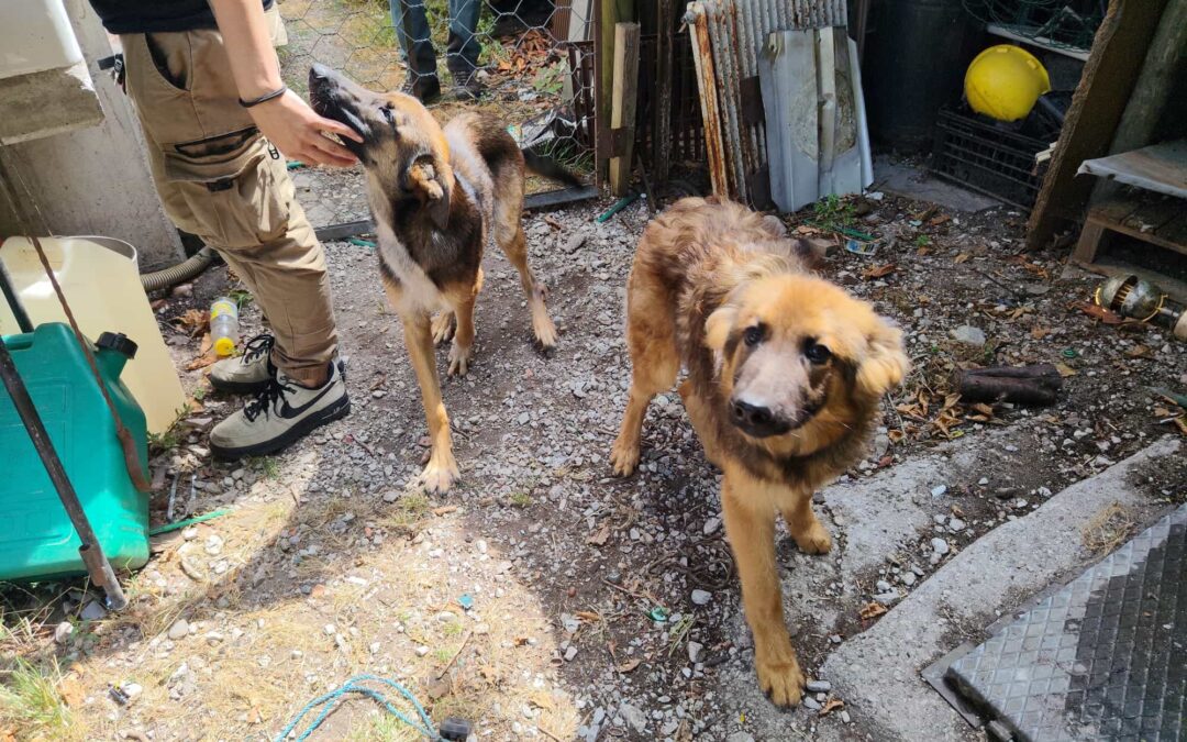 Trasaghis, dieci cani trovati in condizioni gravissime. LNDC presenta denuncia
