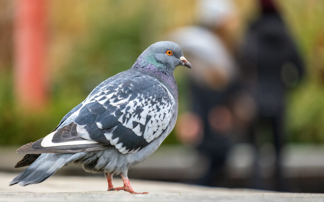 MASSA, 38MILA EURO PER CATTURARE E UCCIDERE I PICCIONI. LNDC ANIMAL PROTECTION: IL COMUNE FERMI SUBITO IL PIANO. PRONTI AL RICORSO AL TAR.