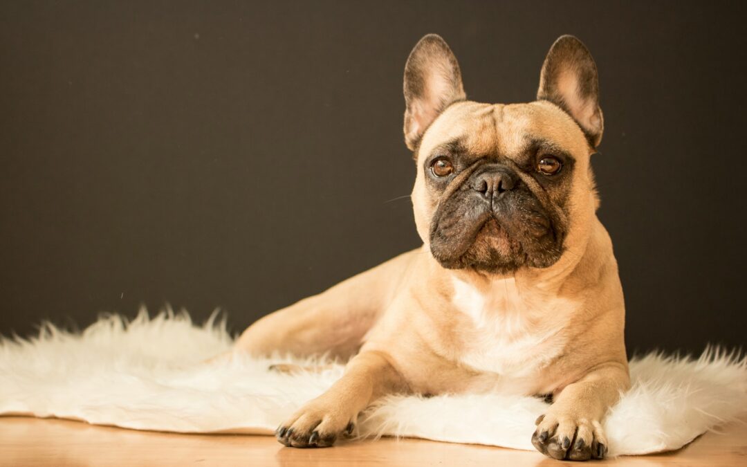 Como, muore Amber, bulldog francese affidata a un dog sitter: LNDC Animal Protection denuncia