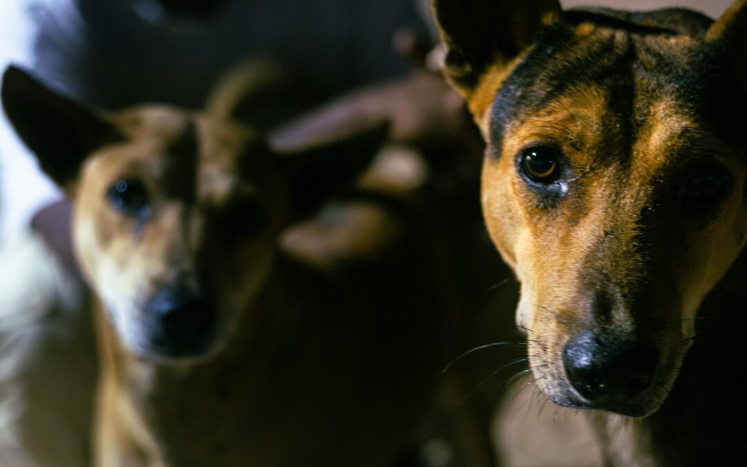 Cani uccisi ad Adrano, LNDC Animal Protection presenterà denuncia
