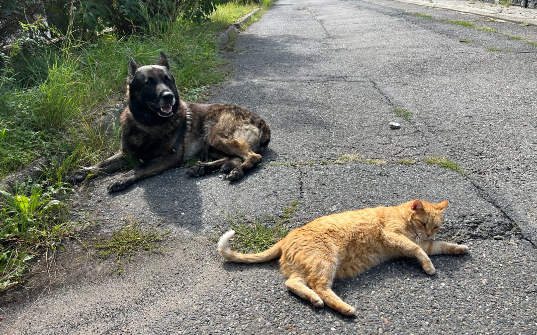 Proteggiamo cani e gatti randagi: firma l’iniziativa europea