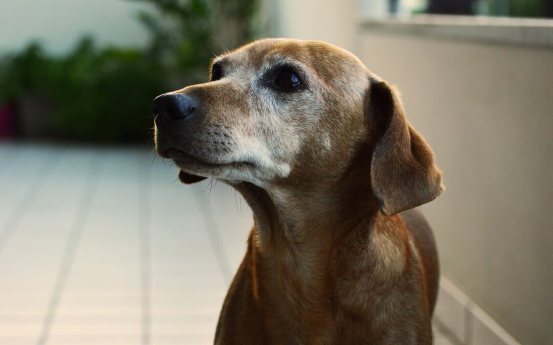 Rimini, cane anziano lasciato sotto il sole cocente e trovato disidratato: LNDC Animal Protection denuncia
